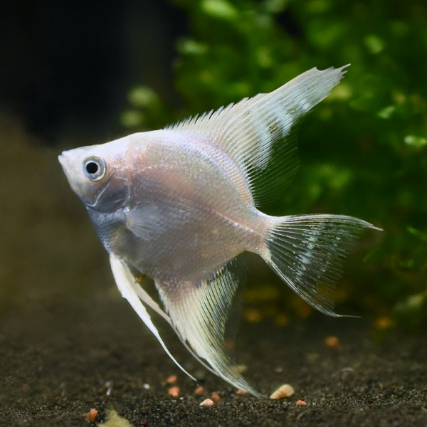 Platin Skalar, Pterophyllum scalare Platin Platin Skalar, Pterophyllum scalare Platin
